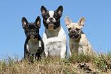 BOULEDOGUE FRANCAIS 520